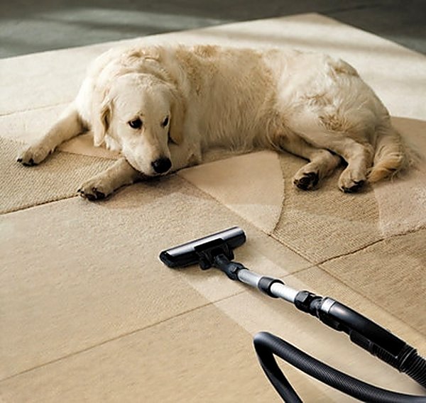 Pet Stain & Odor in Noblesville, IN